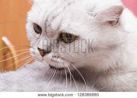 The big gray cat looks with self-respect