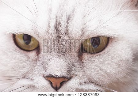 The big gray cat looks with self-respect