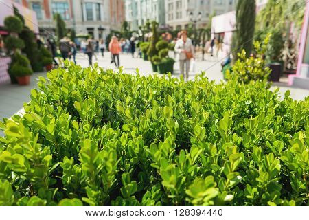 Natural background with Buxus (Boxtree boxwood). Close up photo in sunny day. Street decoration with plants.