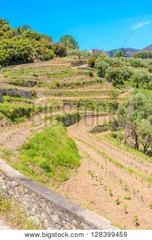 Landscape with vines on the hillside in the National park of Cinque Terre, Italy
