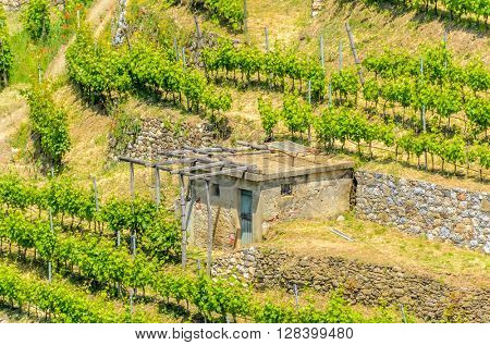 Landscape with vines on the hillside in the National park of Cinque Terre, Italy