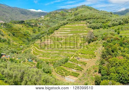 Landscape with vines on the hillside in the National park of Cinque Terre, Italy