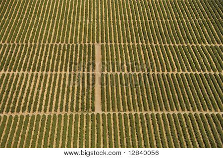Veduta aerea di terreno agricolo con righe di colture.