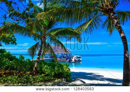 Tropical island in maldives coconut palms and sea