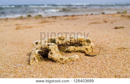 Corals on the sand beach in Sri Lanka near Indian Ocean
