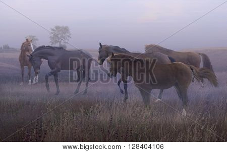 herd of horses in the fog in the steppe