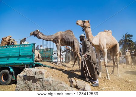 DARAW, EGYPT - FEBRUARY 6, 2016: Local camel salesmen on Camel market loading camels to trucks.
