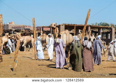 DARAW, EGYPT - FEBRUARY 6, 2016: Local camel salesmen on Camel market.