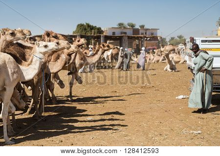 DARAW, EGYPT - FEBRUARY 6, 2016: Local camel salesman standing by pick up truck at Camel market.