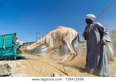 DARAW, EGYPT - FEBRUARY 6, 2016: Local camel salesmen on Camel market loading camels to trucks.