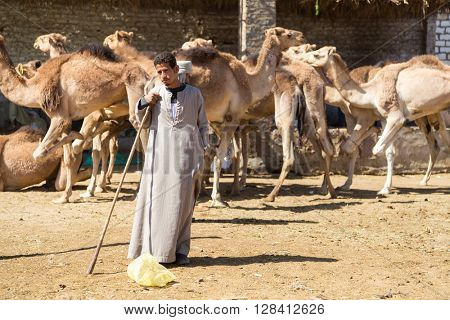 DARAW, EGYPT - FEBRUARY 6, 2016: Local camel salesman on Camel market.