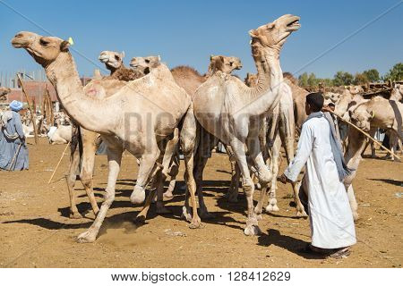 DARAW, EGYPT - FEBRUARY 6, 2016: Local young camel salesmen on Camel market using stick to control them.
