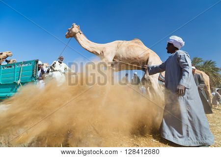 DARAW, EGYPT - FEBRUARY 6, 2016: Local camel salesmen on Camel market loading camels to trucks.