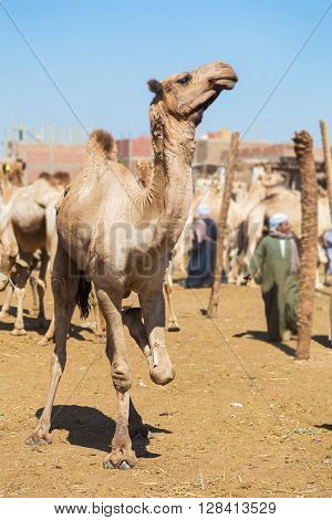 DARAW, EGYPT - FEBRUARY 6, 2016: Camel at Camel market unloading camels from pick up trucks.