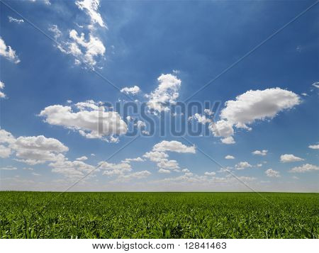 Panoramica campo verde agricolo.