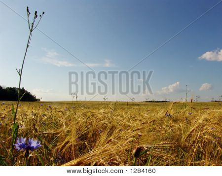 Vista do campo 3