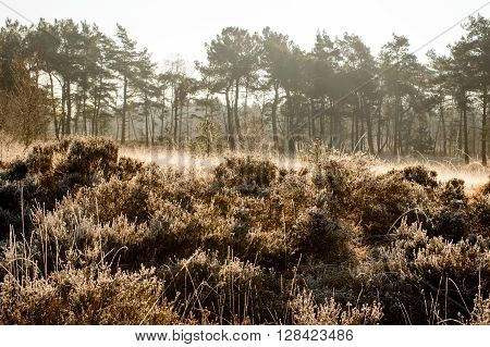 Plants gold and brown colored by the morning sun with dark green trees in the back