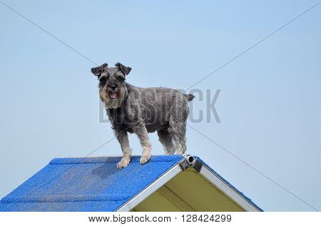 Miniature Schnauzer on an A-Frame at Dog Agility Trial