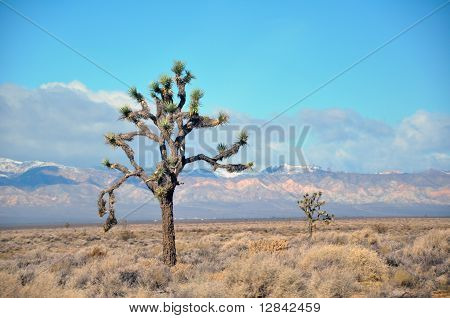 Joshua tree National Park tai Jukka puu