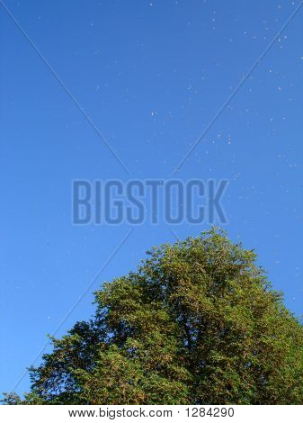 Baum Aussaat