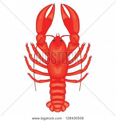 Crayfish vector illustration isolated on a white background