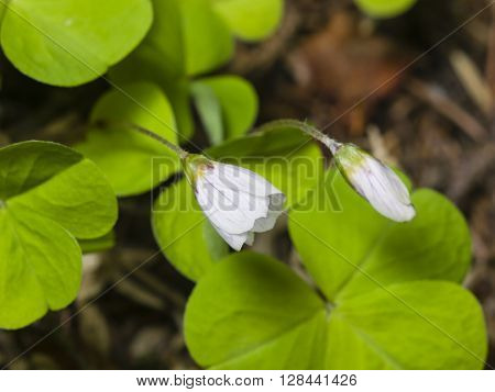 Common Wood Sorrel Oxalis acetosella flowers macro with leaves defocused selective focus shallow DOF