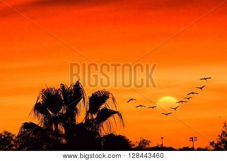 Sunset and Silhouette of tree and birds.