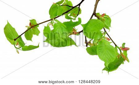 Very young leaves and buds of linden. Early spring. Branch isolated on white background without shadows.