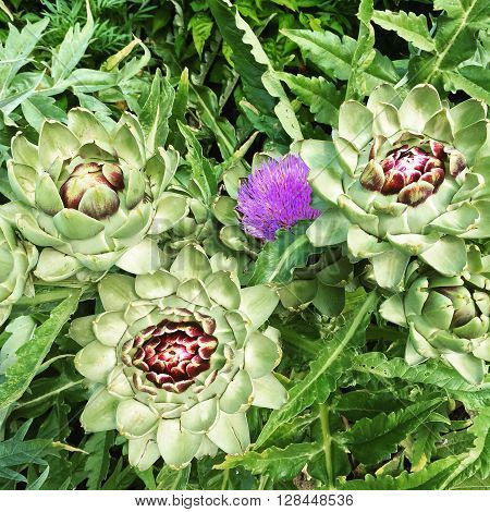 Artichoke plants or Cynara Scolymus blooming in the summer garden.