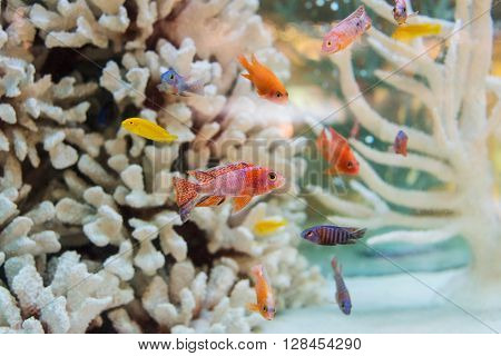 Aquarium Goldfish And White Coral