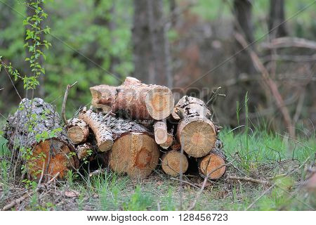 there is a pile of pine logs in-field
** Note: Soft Focus at 100%, best at smaller sizes