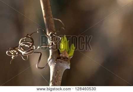 green kidney on a grapevine. The spring a rod is lit with the sun a kidney of color of gentle green leaves. Close up small depth of sharpness