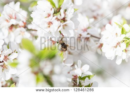 Macor Honey Bee harvesting pollen from Cherry Blossom