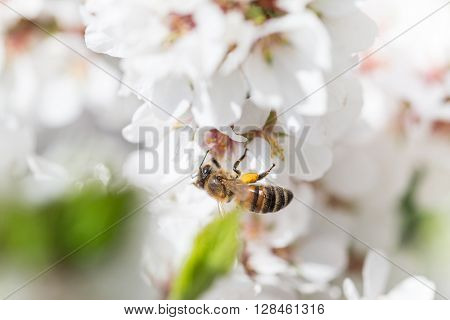 Macor Honey Bee harvesting pollen from Cherry Blossom