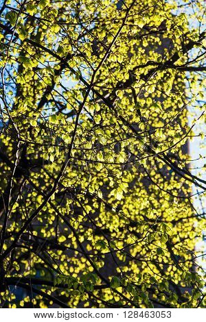 tree with springlike young leaves in backlit