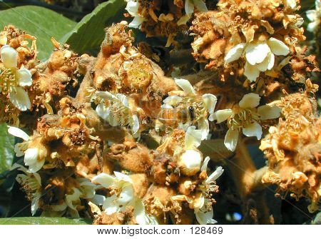 Hidden Bee