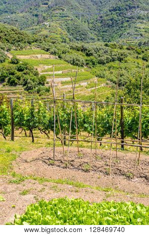 Landscape with vines on the hillside in the National park of Cinque Terre, Italy