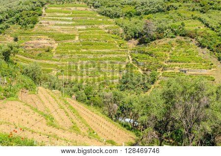 Landscape with vines on the hillside in the National park of Cinque Terre, Italy