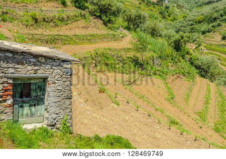 Landscape with vines on the hillside in the National park of Cinque Terre, Italy