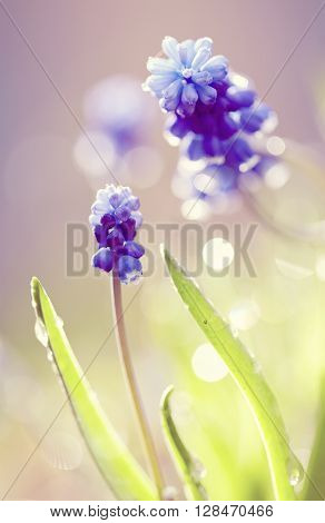 First Blue spring flower of a muskari lit with the sun.