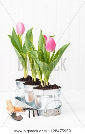 Thre potted pink tulips with gardening tools.
