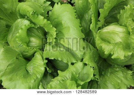 green lettuce crops in growth at vegetable garden