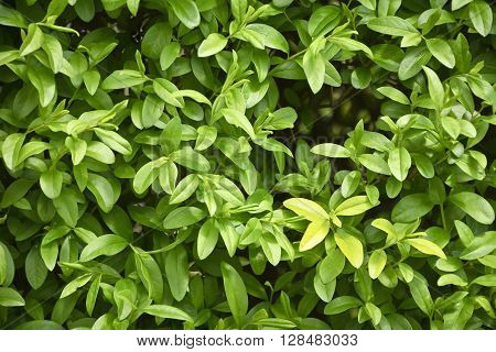 Fragment of a hedge of privet early spring.
Privet bush in natural lighting in close-up.
