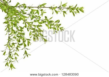 Young spring privet twigs with leaves on a white background. Several twigs of young green leaves. Spring.