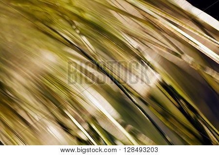 Abstract Conifer Branch