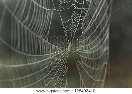 Cobweb with small dews during fog in the morning