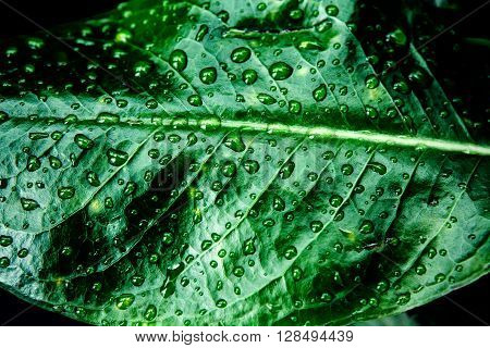 fresh tropical green leafs with rain drops