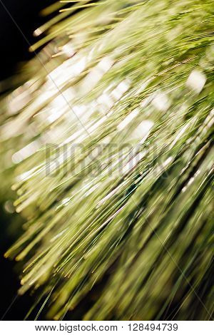 Long Leaf Pine