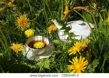 teapot and cup of white porzelan with dandelion tea standing in the sunny meadow between dandelion plants medical herbs directly from nature selected focus narrow depth of field