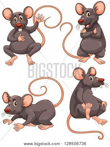 Mouse with gray fur in four actions illustration